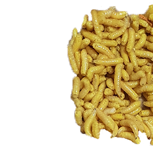 Maggots PNG