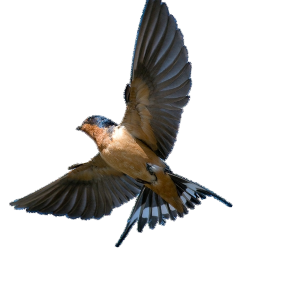 Swallow PNG