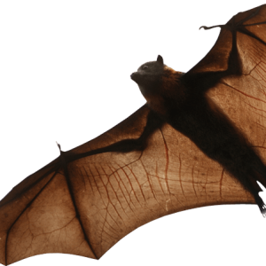 Bat PNG