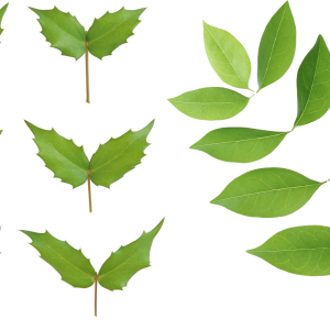 Green leaves picture PNG