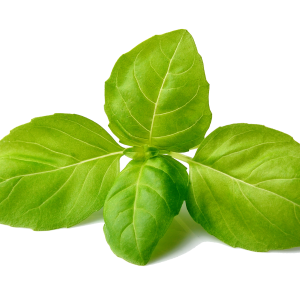 Basil PNG