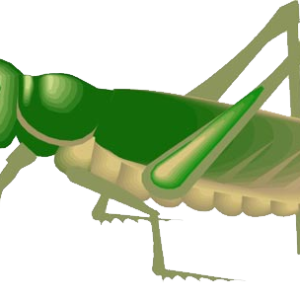 Grasshopper PNG