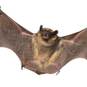 Bat PNG