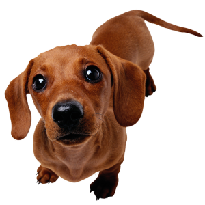 Dachshund PNG