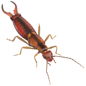 Earwig PNG