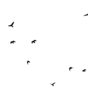 Bird PNG