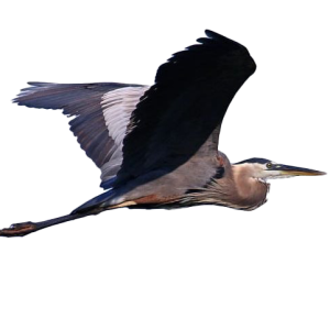 Heron PNG