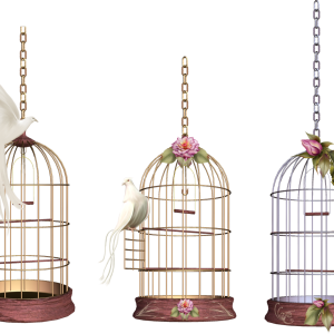 Cage bird PNG