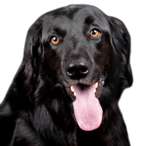 Dog PNG