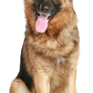 German Shepherd PNG