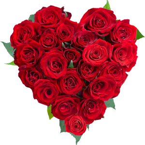 Rose PNG