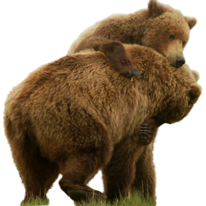 bear PNG
