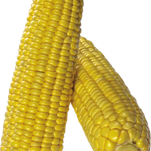 Corn PNG image