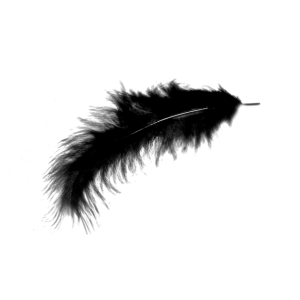Feather PNG