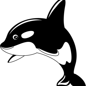 Killer whale PNG