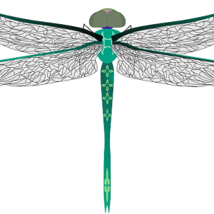 Dragonfly PNG