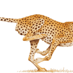 Cheetah PNG