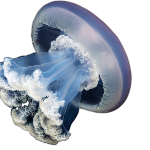Jellyfish PNG
