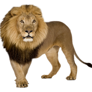Lion PNG