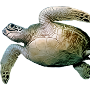 Turtle PNG