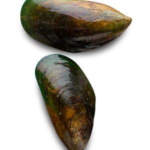 Mussel PNG