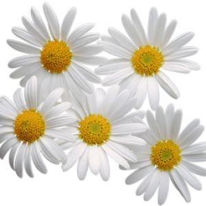 Camomile PNG image, free flower picture