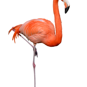 Flamingo PNG