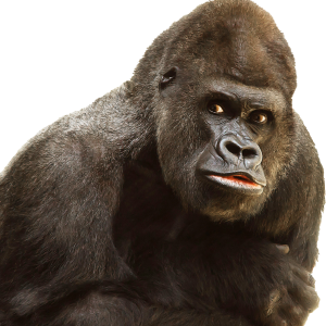 Gorilla PNG