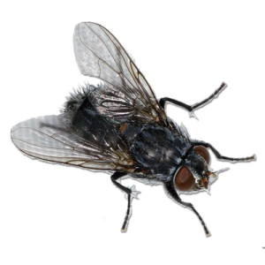 fly PNG image