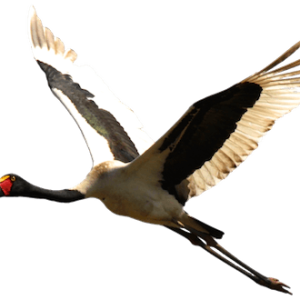 Stork PNG