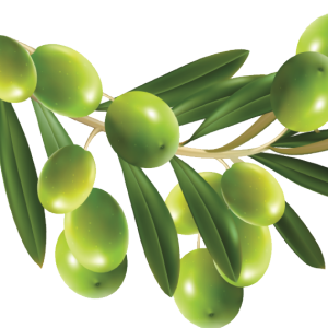 Olive PNG