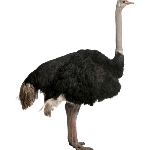 Ostrich PNG