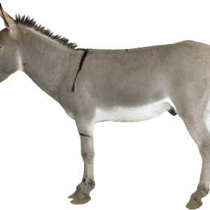 Donkey PNG