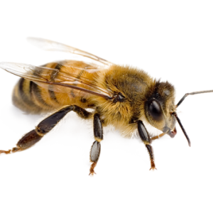 Bee PNG