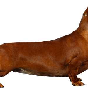 Dachshund PNG