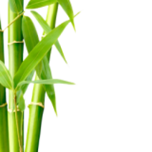 Bamboo PNG