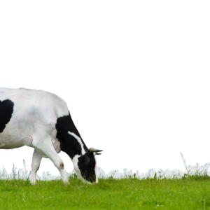 cow PNG