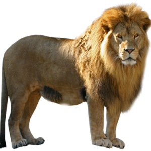 Lion PNG