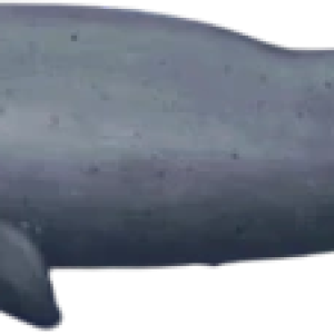 cachalot, sperm whale PNG image