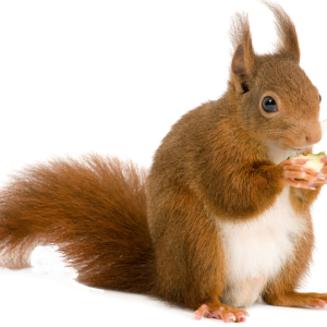 Squirrel PNG