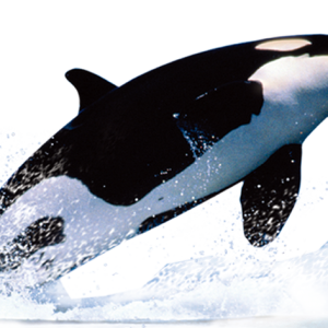 Killer whale PNG