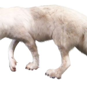 Wolf PNG