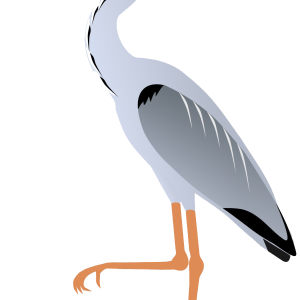 Heron PNG