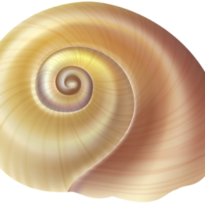 Seashell PNG