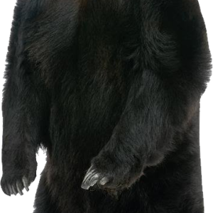 bear PNG