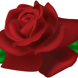 Rose PNG