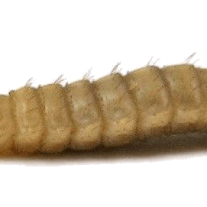 Maggot PNG