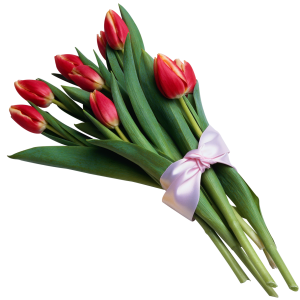 Tulip PNG image