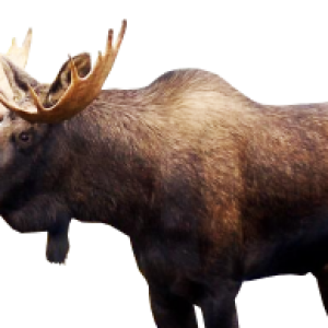 Moose, elk PNG