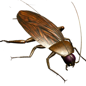Roach PNG